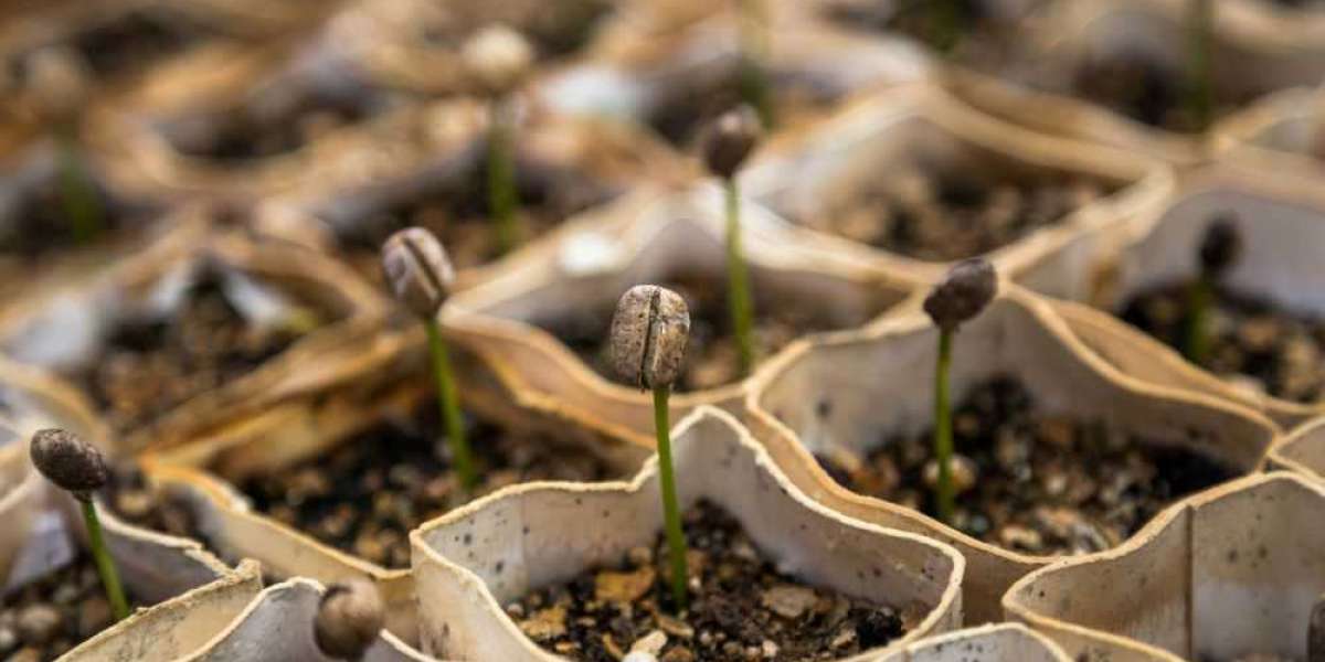 Seed Certification Standards and What They Mean for Farmers