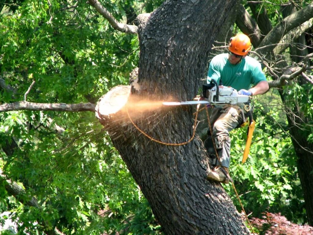 Tree Pruning Services in Sydney