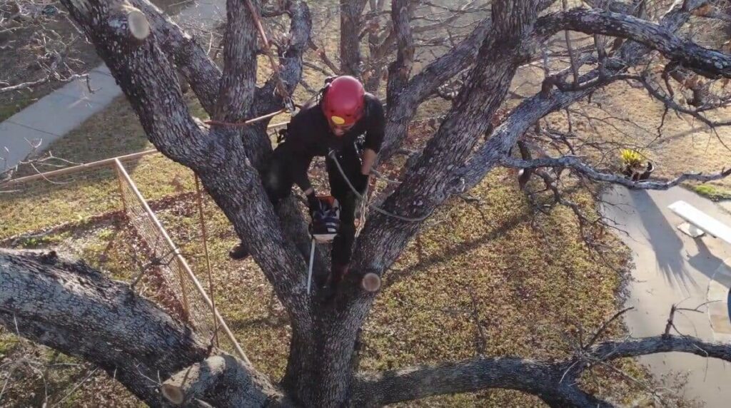 Tree Pruning Services in Sydney