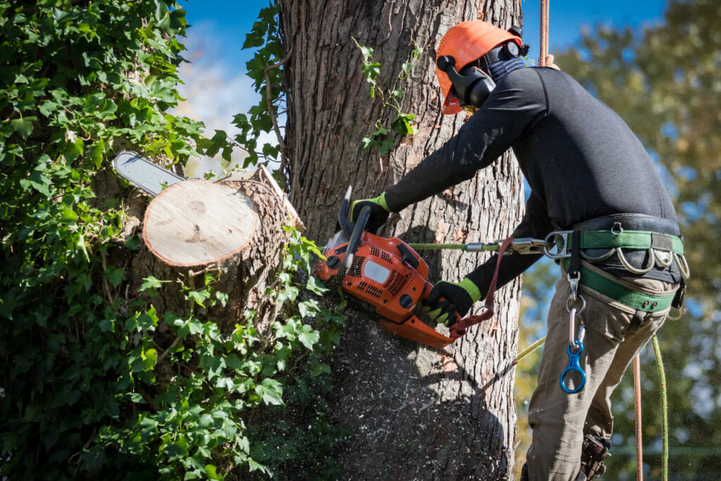 Tree Pruning Services in Sydney