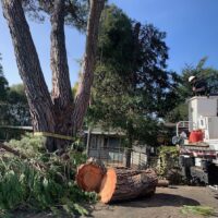 A Guide to Affordable Tree Pruning Services in Sydney