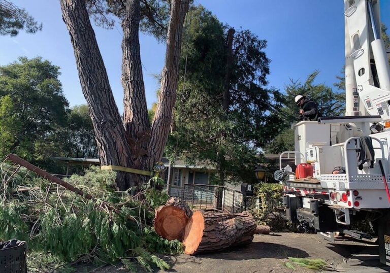 Tree Pruning Services in Sydney