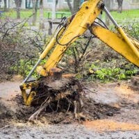 Comprehensive Tree and Stump Removal Solutions