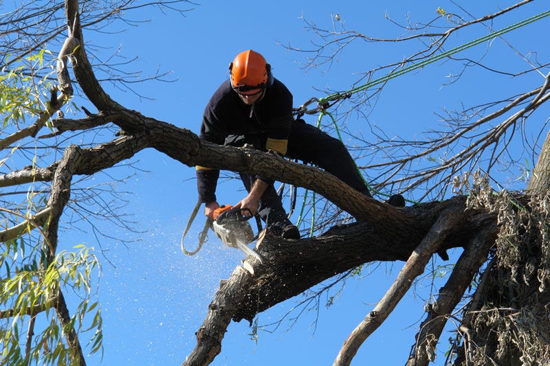 Tree Removal Near Me