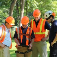 Tree Lopping: Why Over-Pruning Can Harm Your Trees