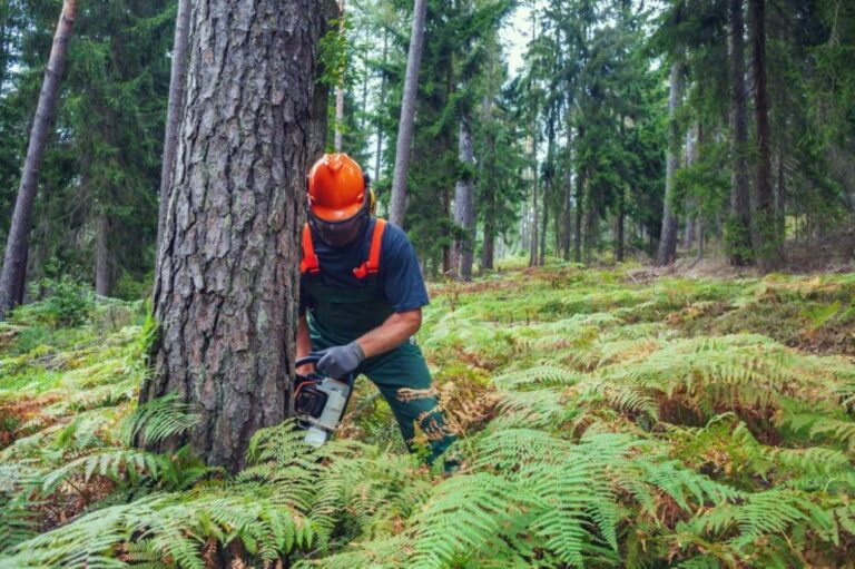 Tree Removal Near Me